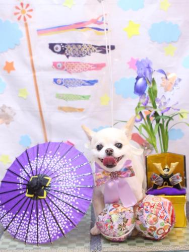 20240515ソックスくん